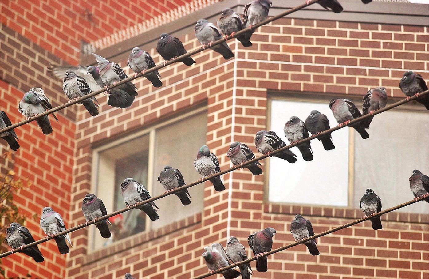 Thom Smith Naturewatch Where Have All The Pigeons Gone Archives Berkshireeagle Com