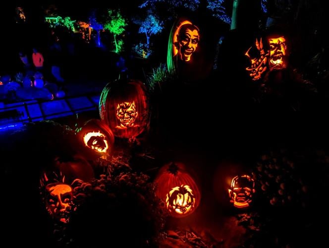 PHOTOS 2023 INCREDIBLE NAUMKEAG PUMPKIN SHOW Multimedia PHOTOS 2023 INCREDIBLE NAUMKEAG PUMPKIN SHOW Multimedia