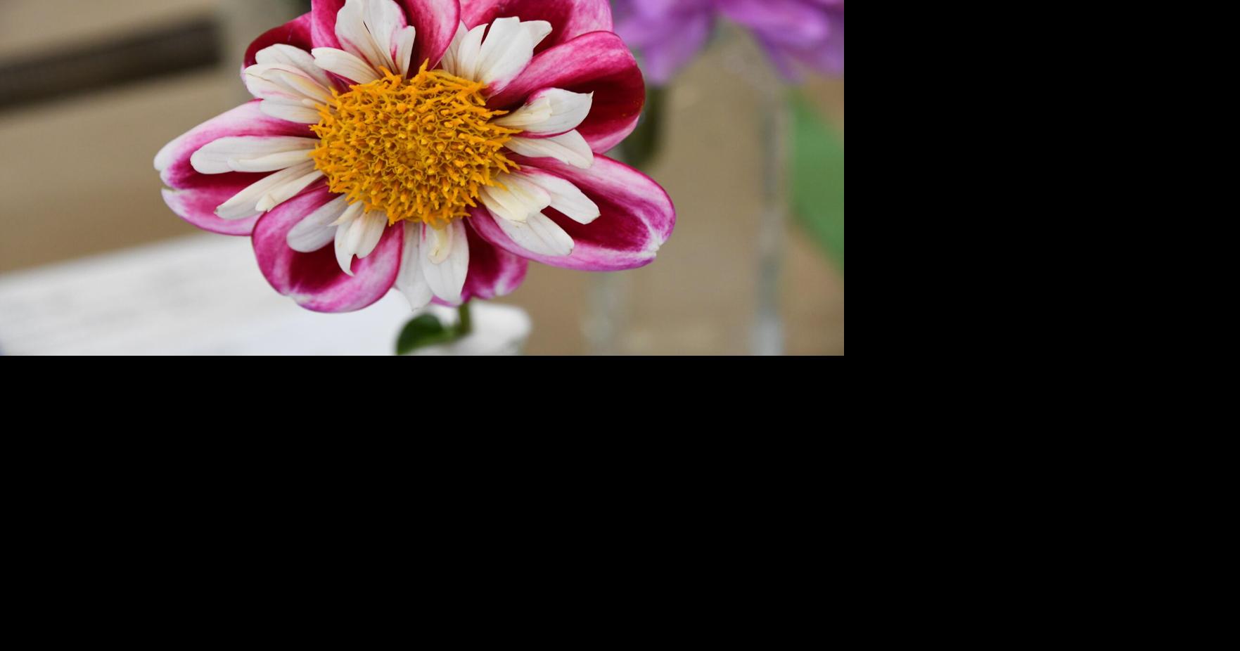 Who had the best blooms at the Berkshire Botanical Garden Grow Show?