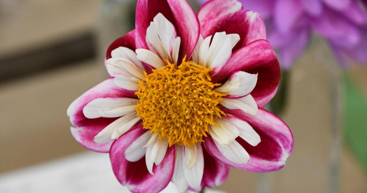Who had the best blooms at the Berkshire Botanical Garden Grow Show?