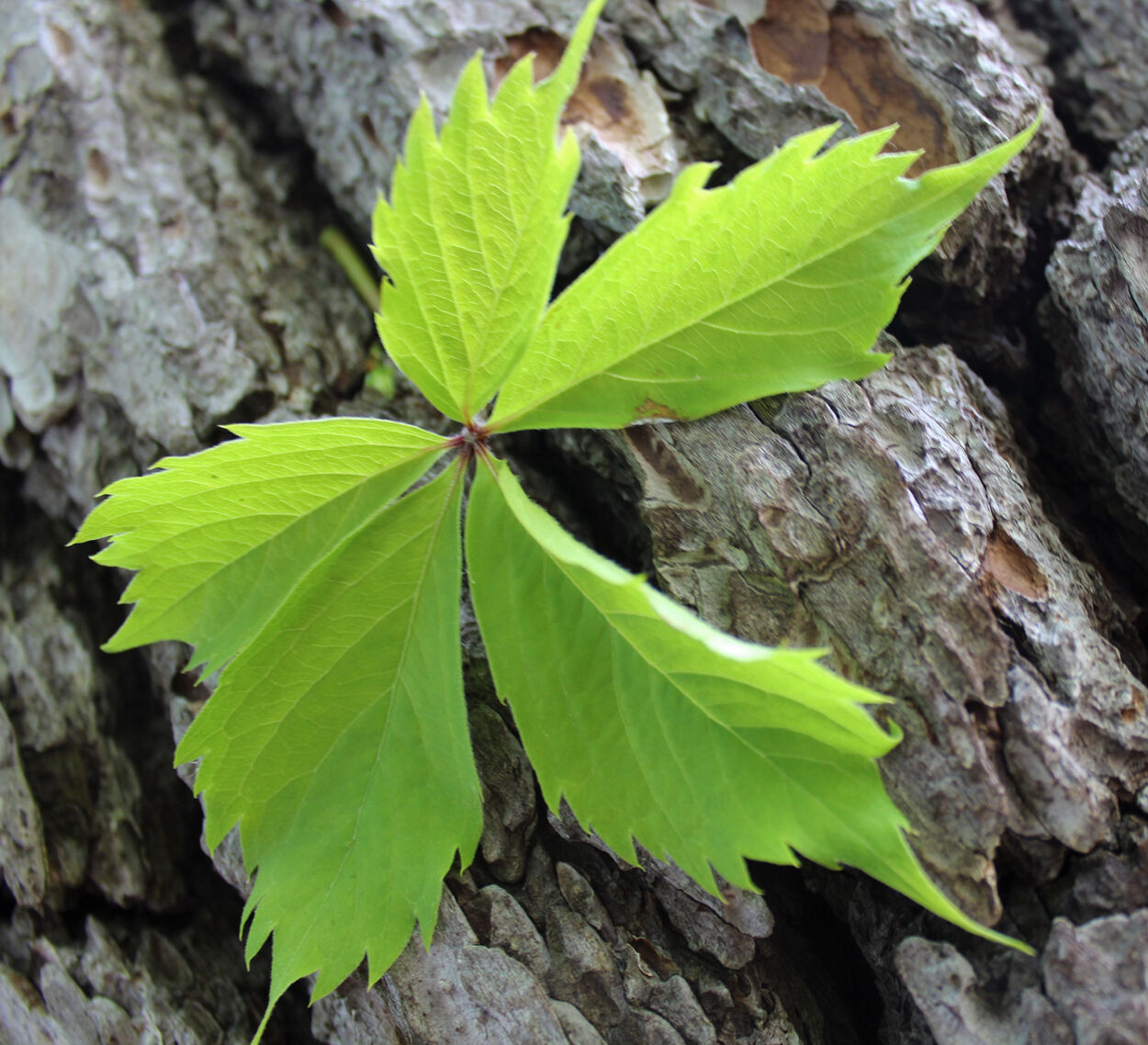 Thom Smith Poison Ivy Or Virginia Creeper Note The Differences Home Garden Berkshireeagle Com