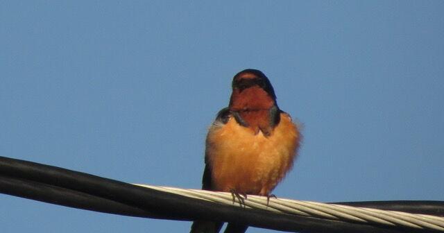 Barn swallows are one of the most common and noticeable birds found all across the globe save Antarctica - Vimarsana News