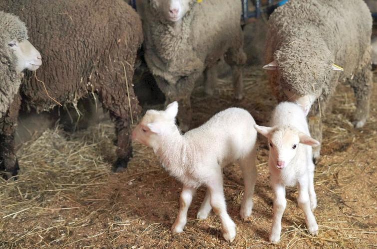 Hancock Shaker Village to feature baby animals on virtual tour