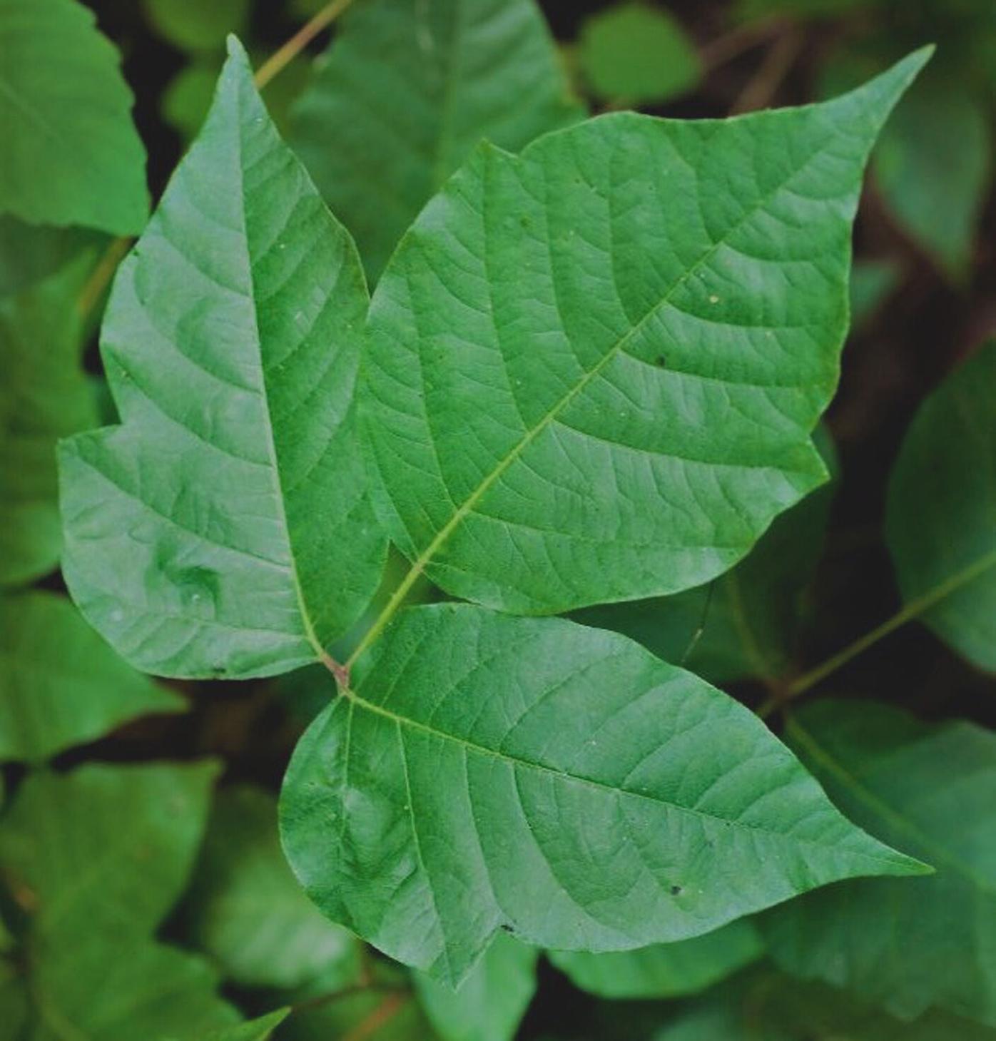 Thom Smith Poison Ivy Or Virginia Creeper Note The Differences Home Garden Berkshireeagle Com
