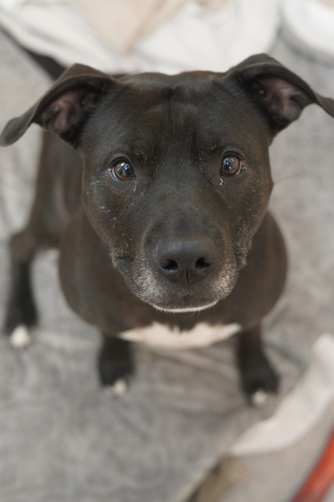 Berkshire humane society store dogs for adoption