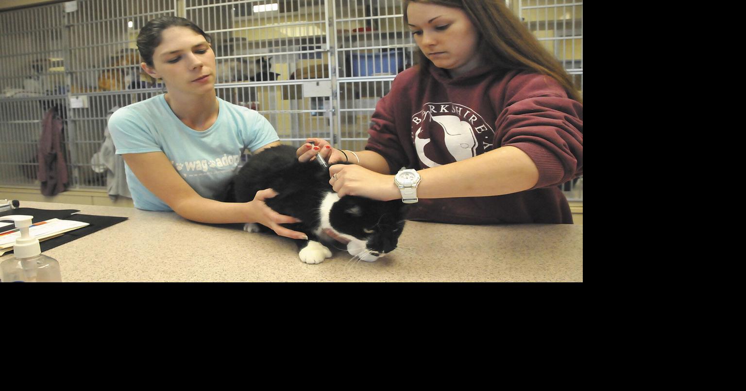 Berkshire Humane Society 'bursting at seams' with pets Local News