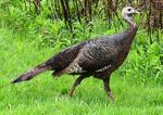 What wild turkey activity can tell us about nesting season