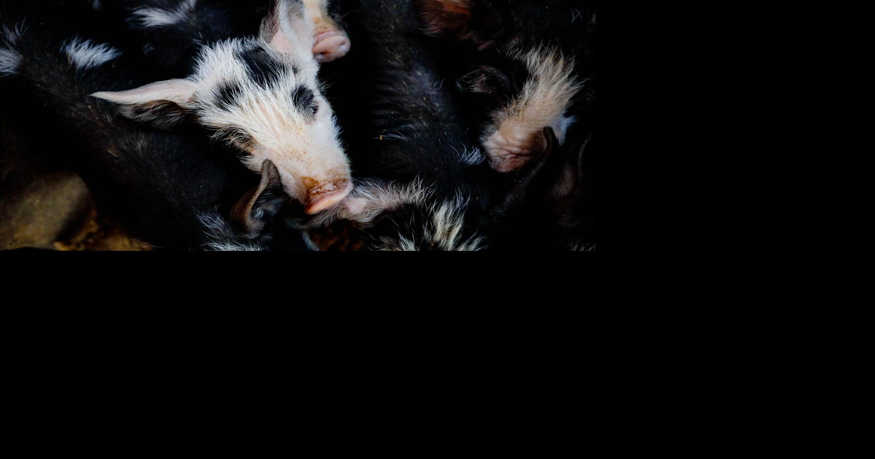 black and white Berkshire piglets