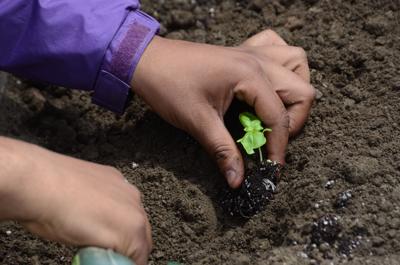 Hands planting vegetable in dirt