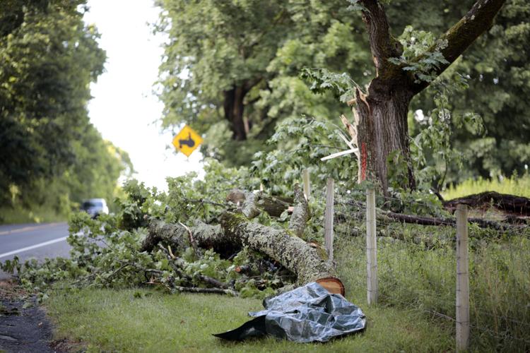 fallen tree on side of road with tarp