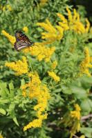 Goldenrod is in bloom in the Berkshires, providing food sources for late-hatching monarch butterflies