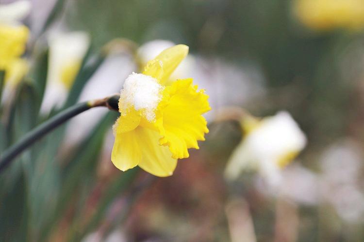Daffodil with snow