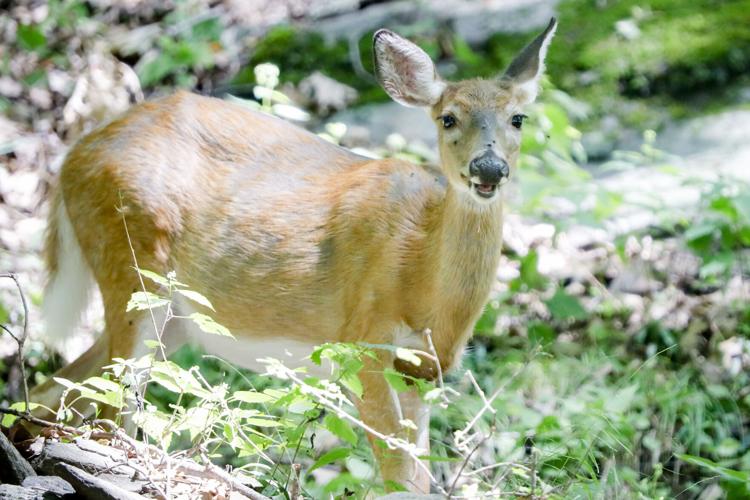 Gene Chague | Berkshire Woods and Waters: New deer disease creeping nearer  to Mass. | Sports 