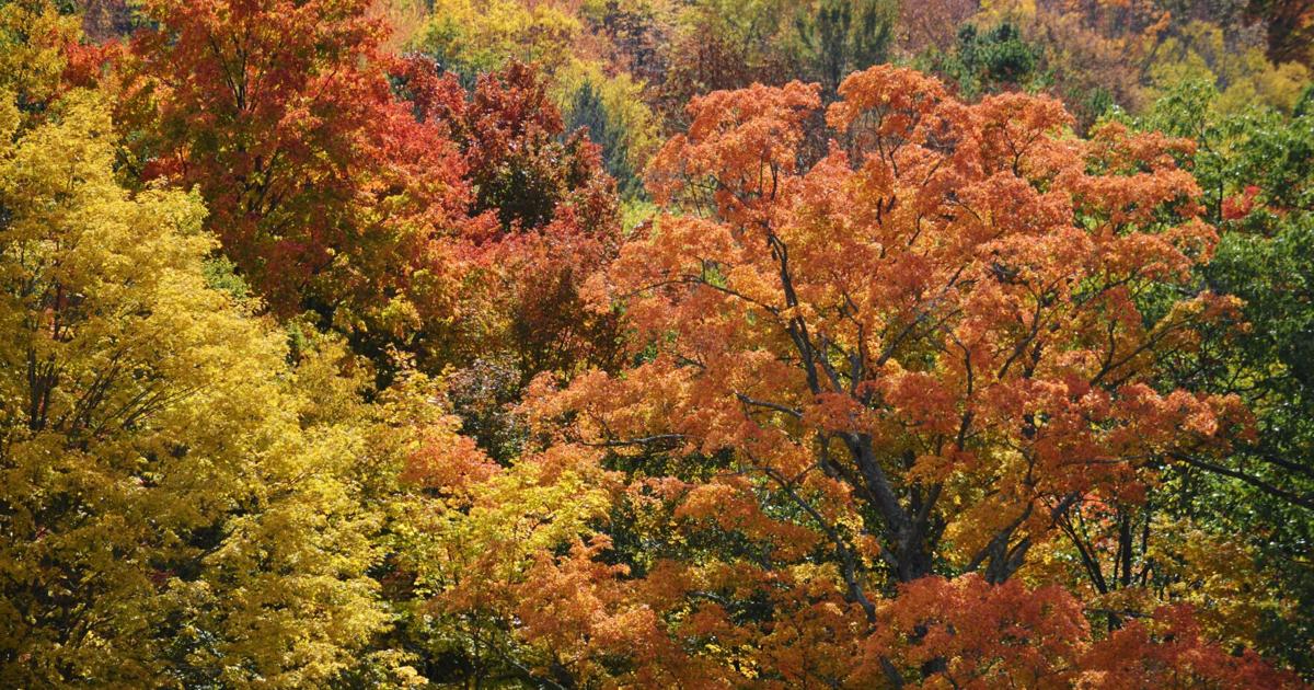 Fall definition. Foliage. Connecticut Fall. Foliage meaning. Foliage often displayed during Holy week.