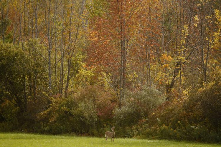 deer standing in field in fall