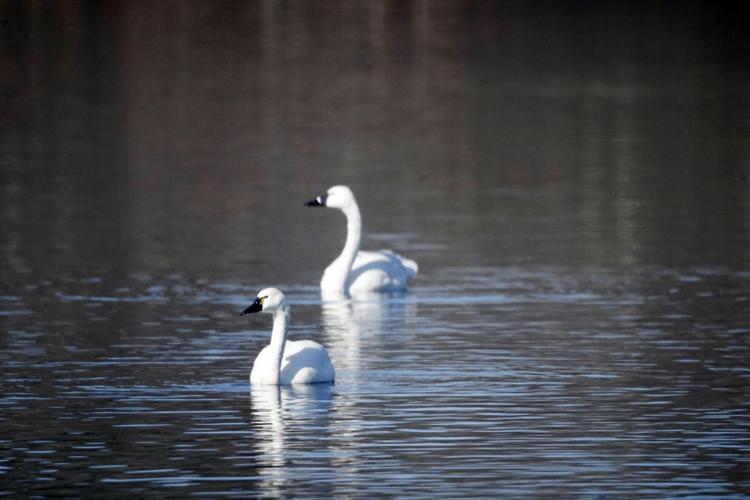 Tundra swans on Onota lake