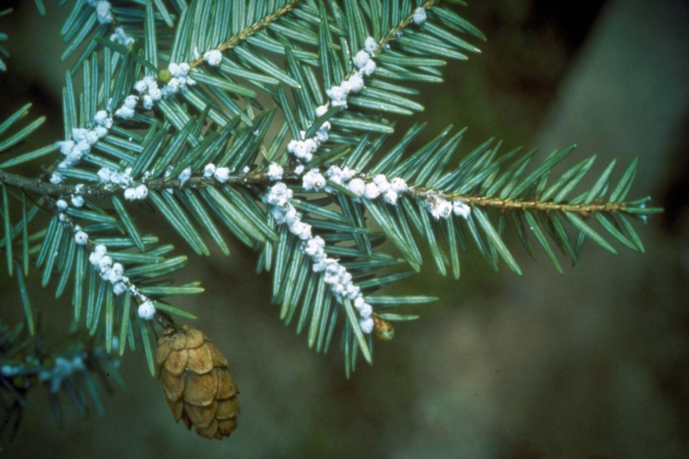Ice Glen S Famous Old Growth Hemlocks Are Dying Can Stockbridge Save Them Before It S Too Late Local News Berkshireeagle Com