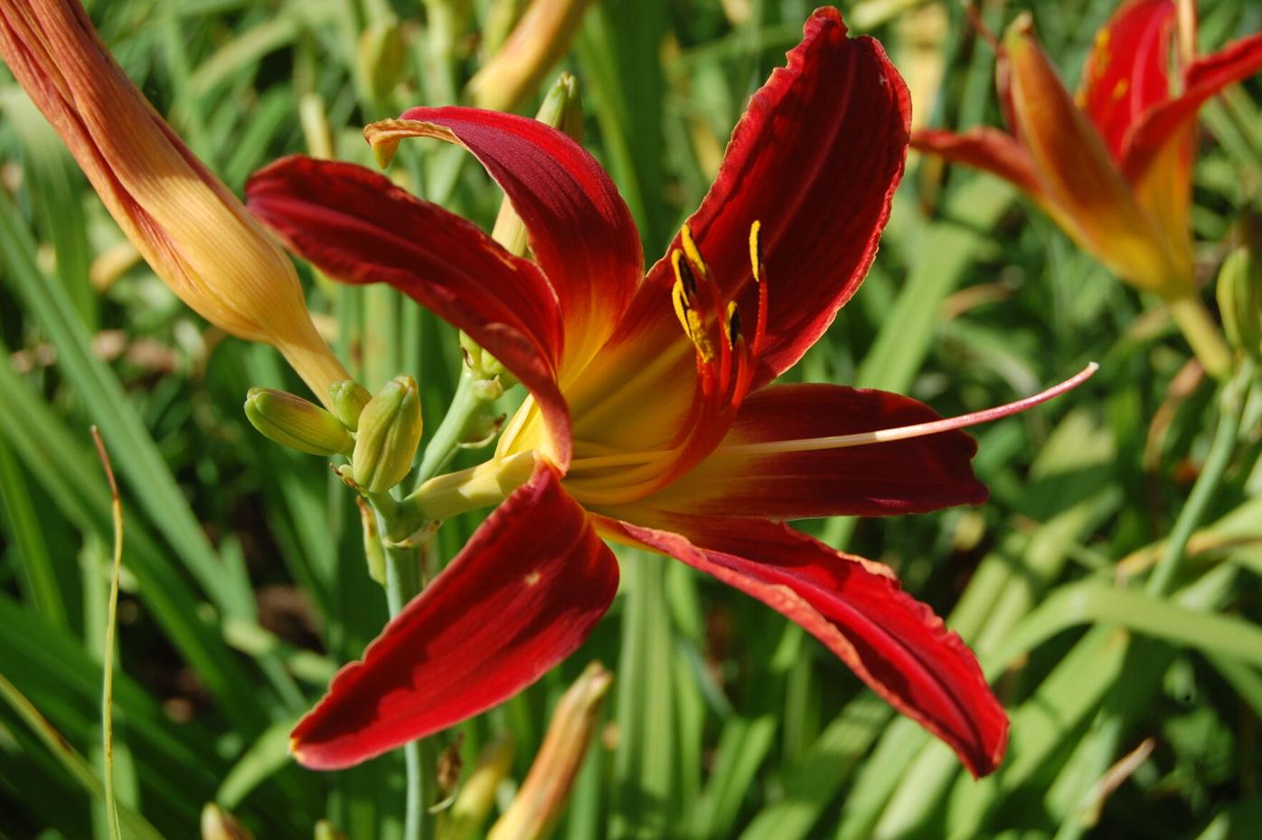 Advice from a compulsive plant buyer: Plan ahead before you ...