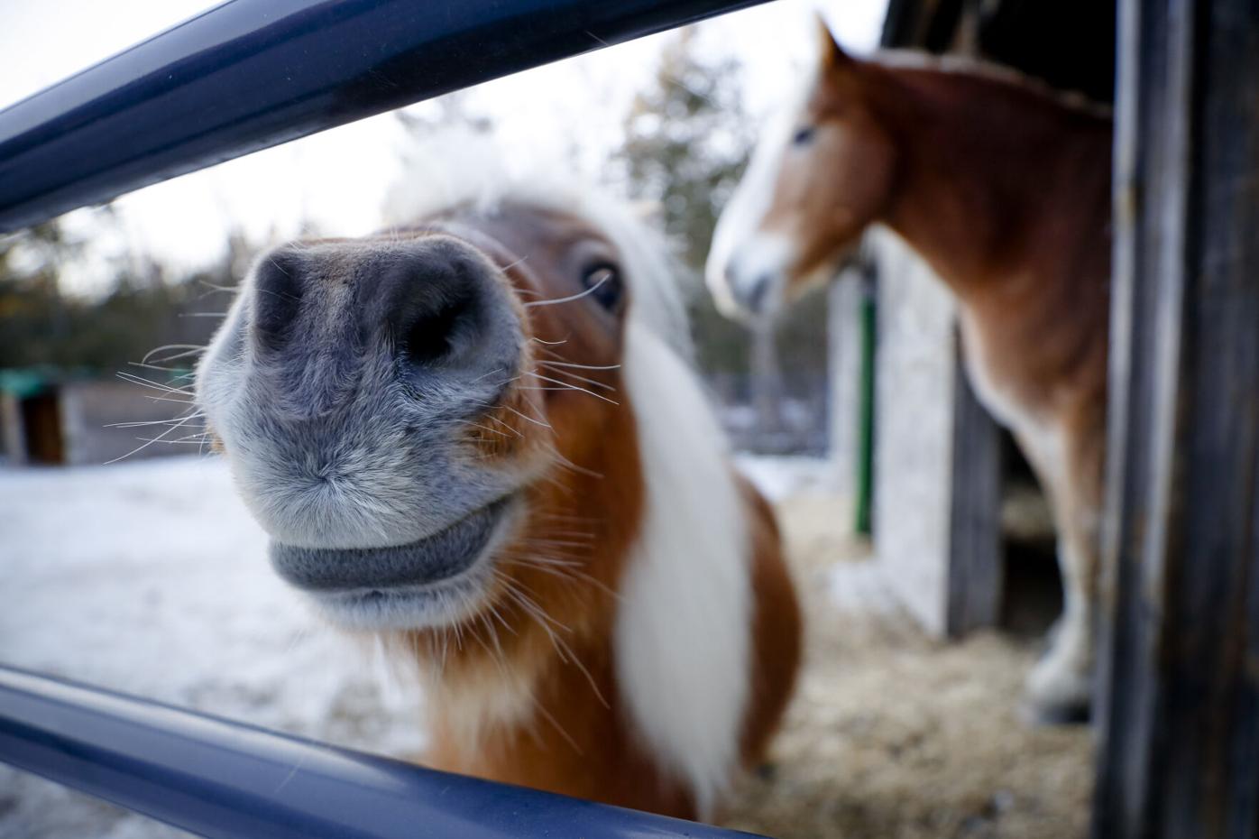 mini pony sticking nose through gate