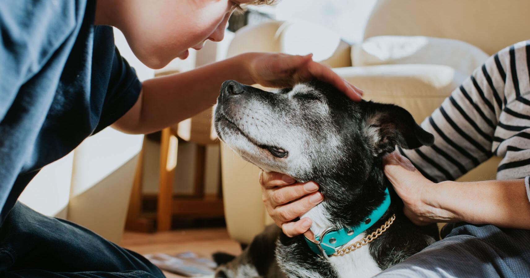What we owe to man's best friend - Vimarsana News