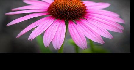 Starting with a superior plant is half the secret of success in the garden - Vimarsana News