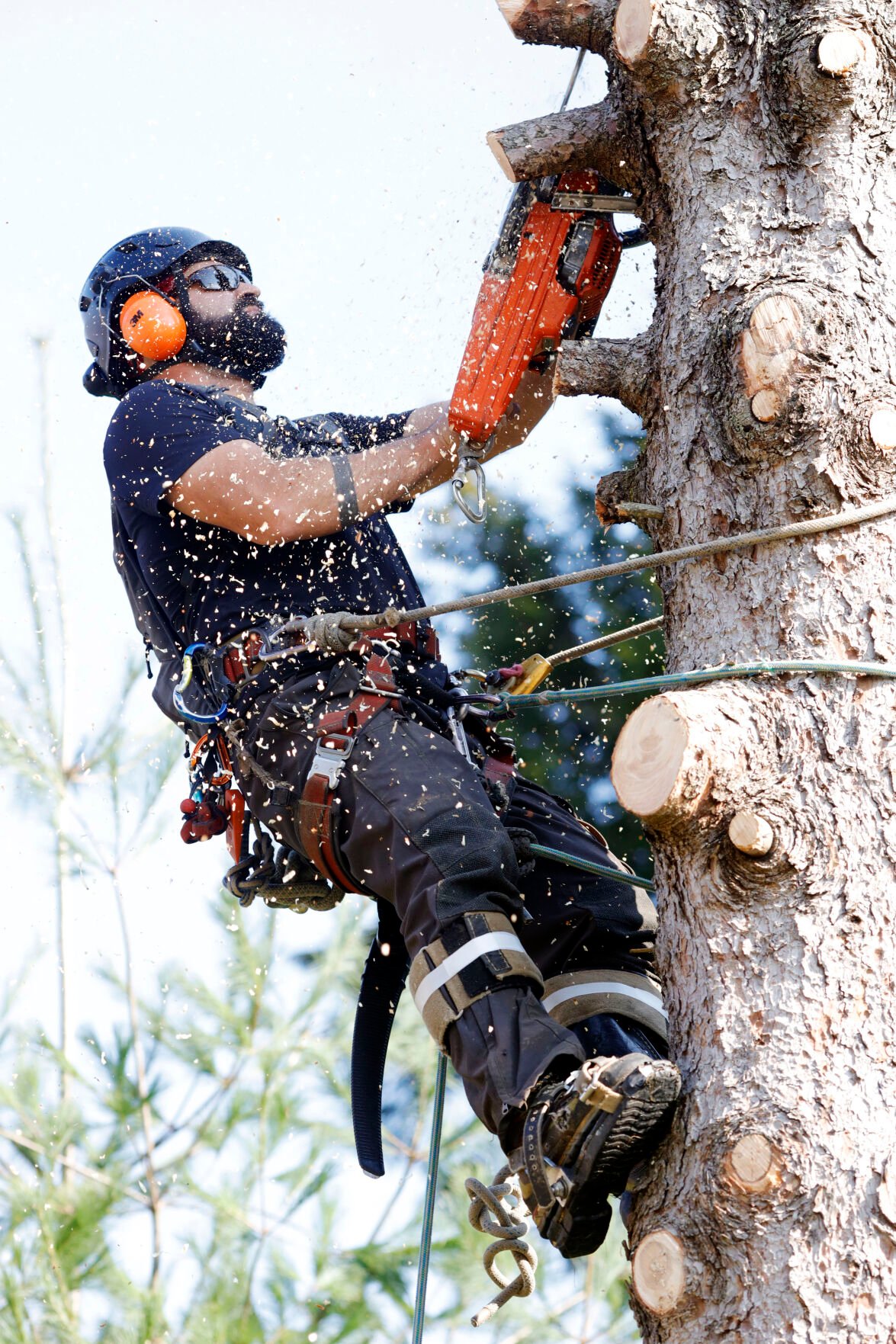 Climbing News — Tagged protos — Bartlett Arborist Supply