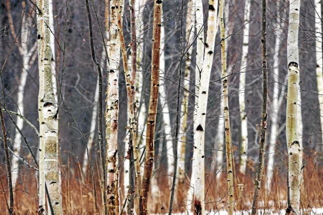 Planting Birch Trees in Vermont