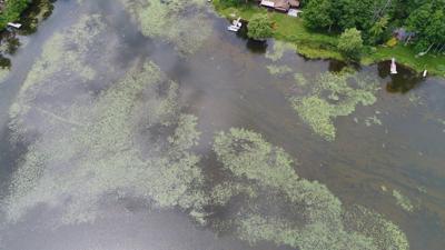Stockbridge Bowl Association claims herbicide key to saving lake