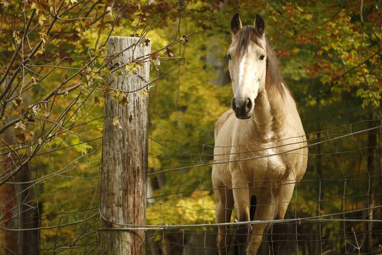 tan horse behind fence with fall colors
