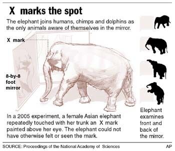 Asian Elephants Aware Of Themselves