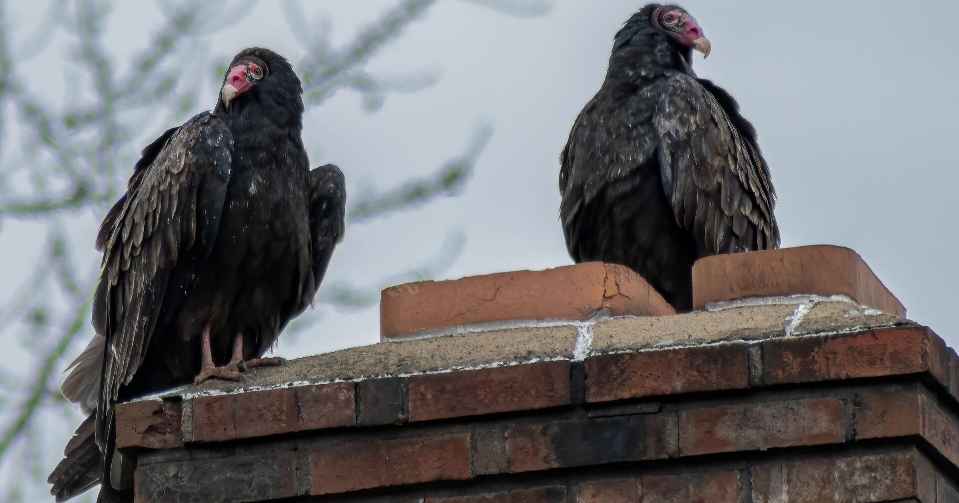 Vultures are not harbingers of death, but partners in cleaning up the environment - Vimarsana News