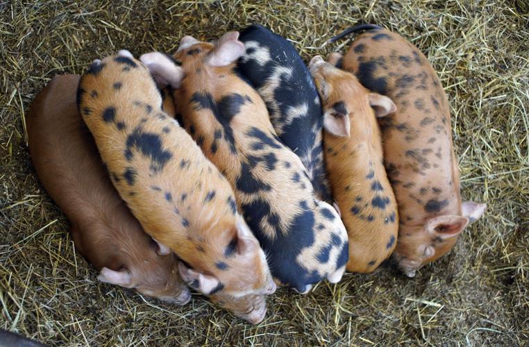 seven piglets keep warm