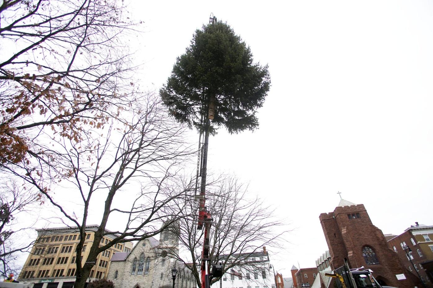Evergreen tree on boom over Park Square