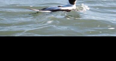 In winter, spying long-tail ducks is such a lovely sight - Vimarsana News