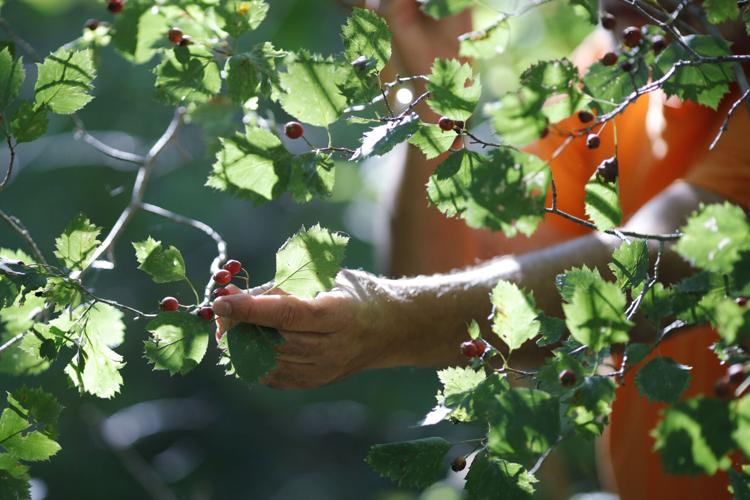 man holds hawthorn berries