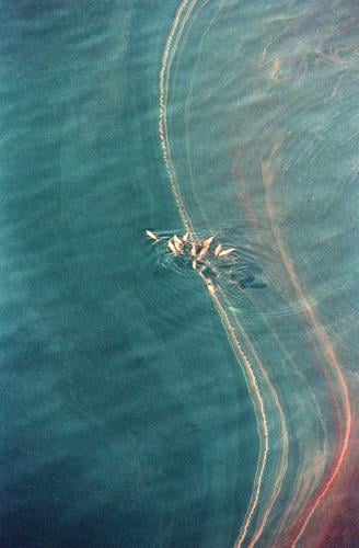 EXXON VALDEZ OIL SPILL WILDLIFE | | berkshireeagle.com