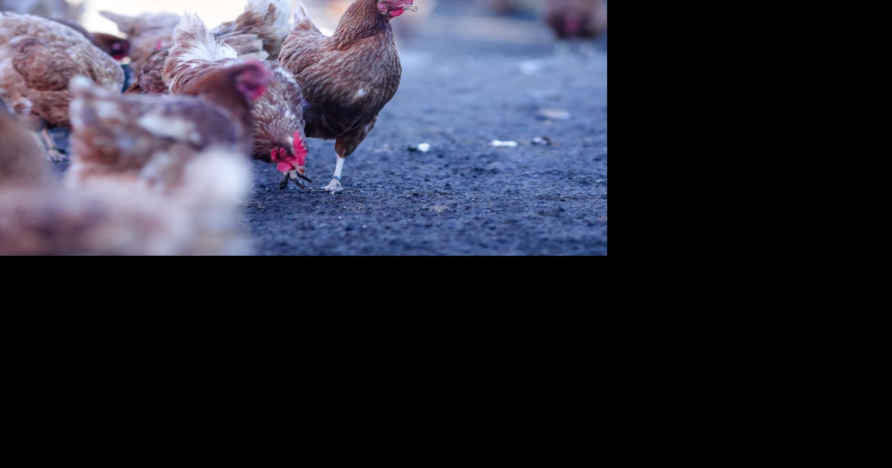 No love lost for clucking chickens Ruth Bass is an award-winning journalist. Her website is ruthbass.com . The opinions expressed by columnists do not necessarily reflect the views of The Berkshire Eagle.