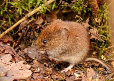 Vole Trapping kits | My Site