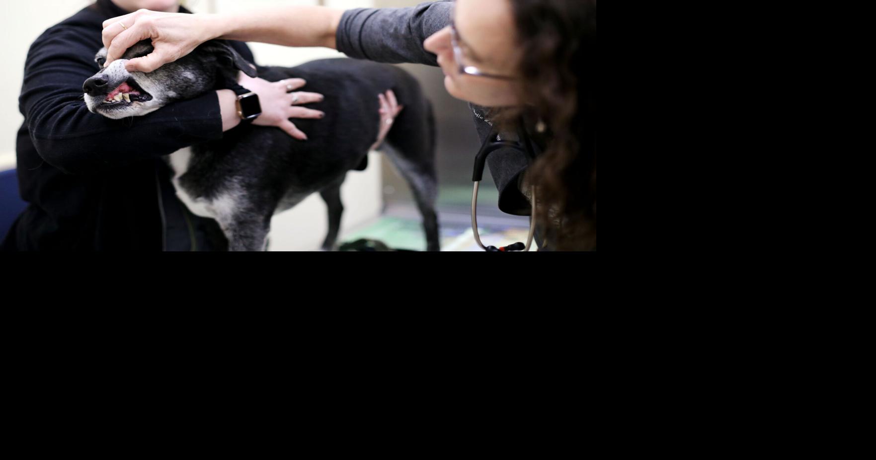 More Berkshire County pet owners are struggling to find veterinary care. Here’s why… | Business