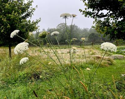 Hogweed vs Queen Anne's Lace  Walter Reeves: The Georgia Gardener