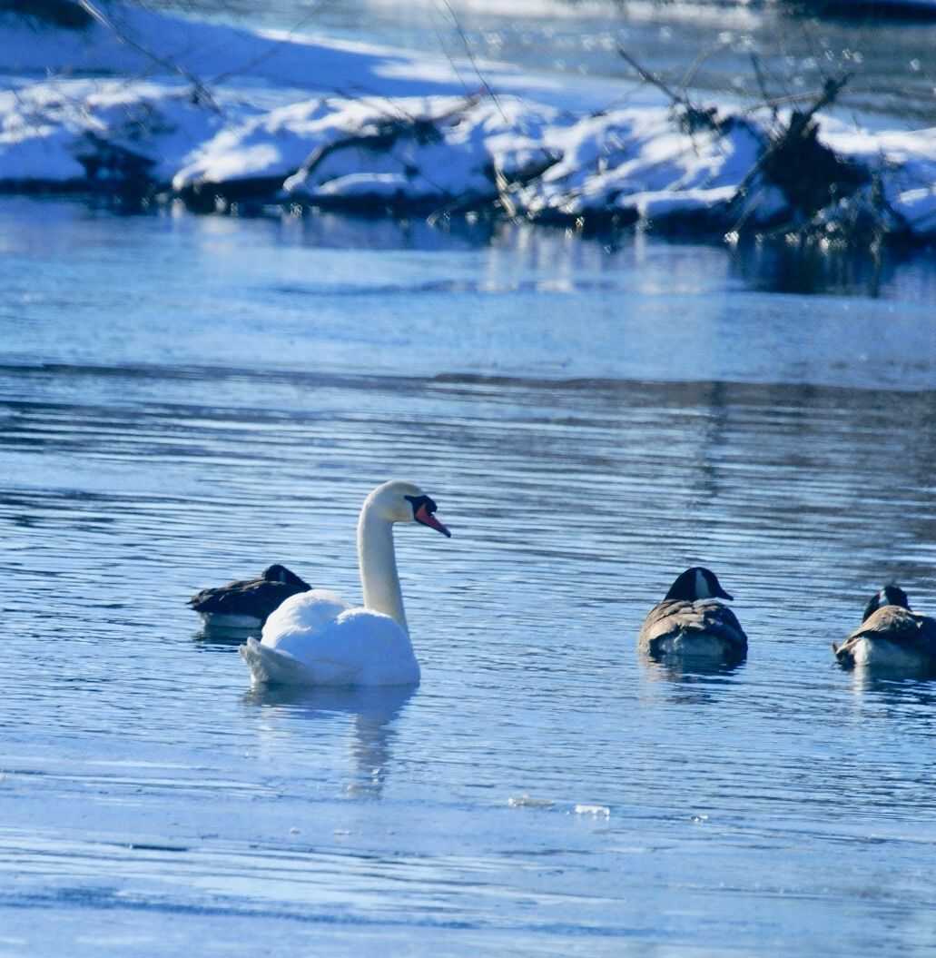 Ruth Bass: Finding Eagles, Owls And Mute Swans A-swimming In The ...