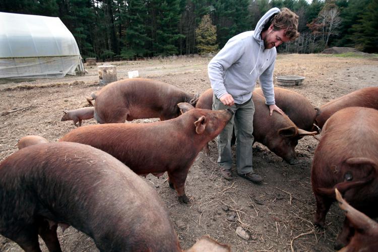 North Plain Farm Pigs