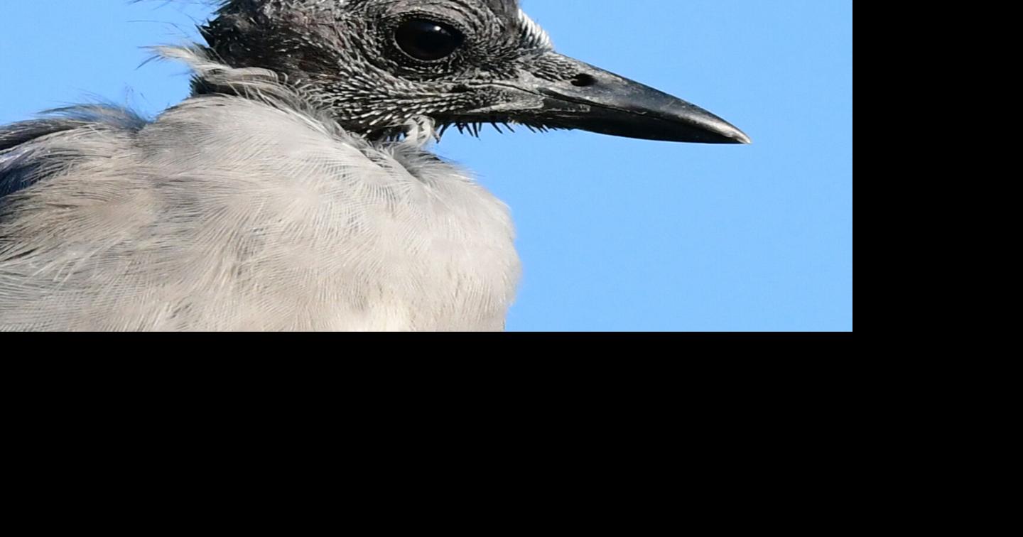 Blue jays go through their own awkward teenage years