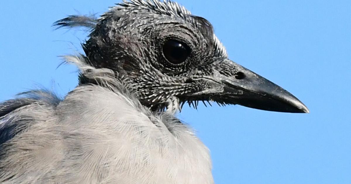 Blue jays go through their own awkward teenage years