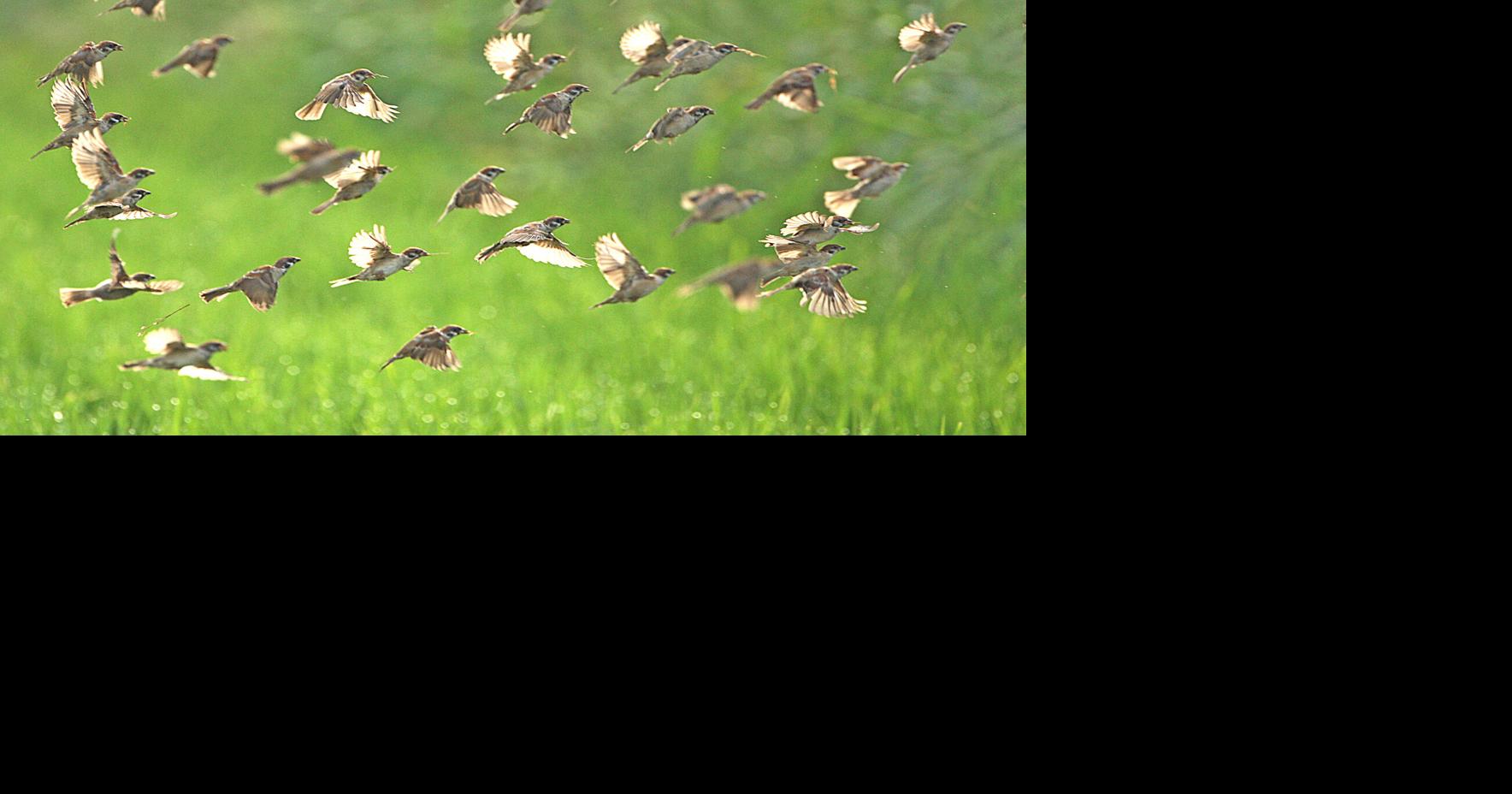 Spring bird migration begins as feeders fill with first wave of northbound travelers