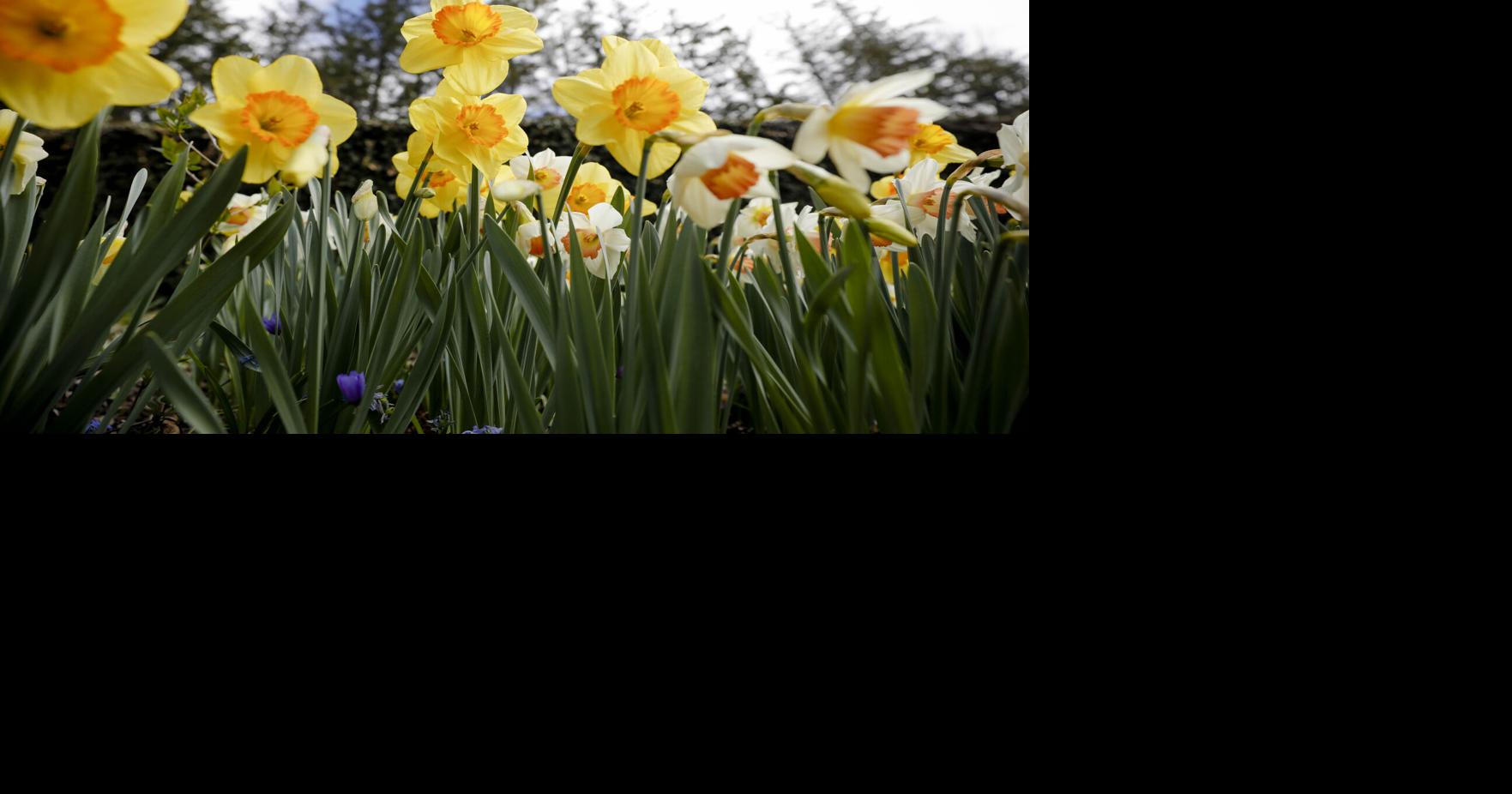 Get a sneak peek at Naumkeag's Daffodil and Tulip Festival before it