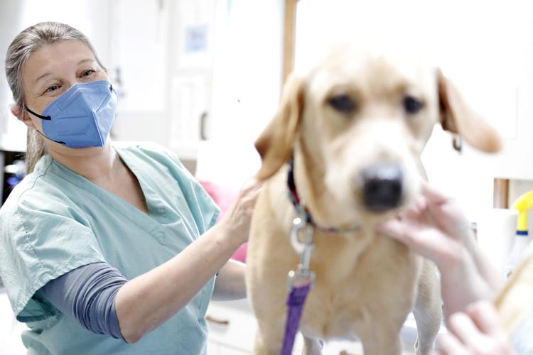 veterinarian wearing a mask checks the yellow lab