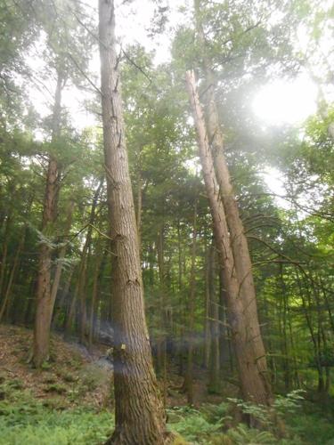 Lauren R. Stevens: What's eating our precious trees ...