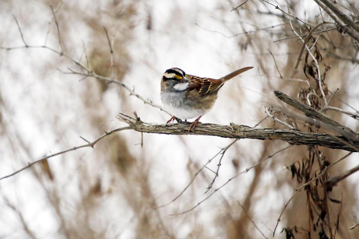 Christmas Bird Count 2017 2022 Wichita Ks Berkshire County Bird Count Numbers Come In Higher This Winter |  Home-Garden | Berkshireeagle.com