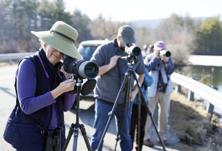 Birders view tundra swans and other species